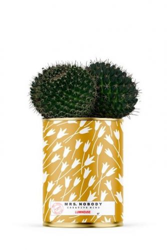 Cactus ou plante avec pot 