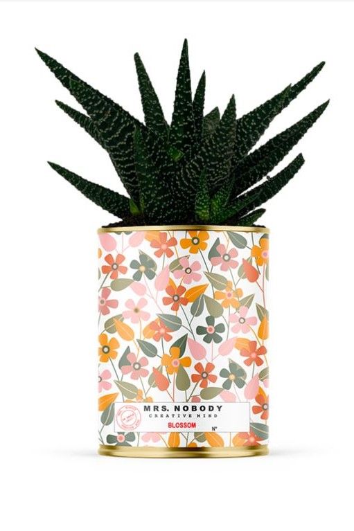 Cactus ou plante avec pot 